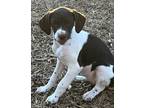 Adopt Lucy a Brittany Spaniel, German Shorthaired Pointer