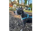 Adopt Venus a Terrier, Pit Bull Terrier