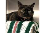 Adopt Cleopatra a Domestic Short Hair