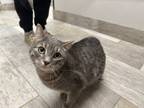 Adopt Daisy a Domestic Short Hair