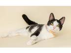 Adopt Sparkle a Domestic Short Hair, Oriental Short Hair