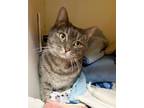 Adopt Pixy a Tabby