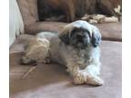 Adopt Maggie a Shih Tzu