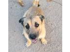 Adopt Sandy (6) a Terrier