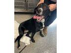 Adopt Hannah a Black Labrador Retriever, Mixed Breed