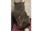 Adopt Selina a Domestic Long Hair