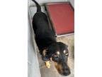 Adopt Jessie a Black and Tan Coonhound