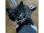 Adopt Jiji Kitten 1 a Domestic Long Hair