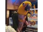 Adopt Stewie a Conure