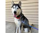 Adopt Bell a Siberian Husky