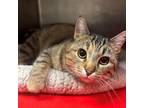 Adopt Mandy 2.0 a Domestic Short Hair