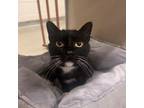 Adopt Boots a Domestic Short Hair