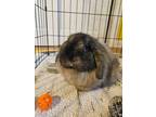 Adopt Chai- I need a quiet home! a American Fuzzy Lop