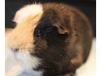 Adopt Smudge a Guinea Pig
