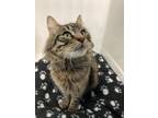 Adopt PA - Mandarin a Maine Coon, Domestic Long Hair