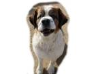 Adopt FRANKIE a Saint Bernard