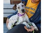 Adopt Harper a Australian Cattle Dog / Blue Heeler