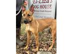 Adopt Missy a Great Dane, Rhodesian Ridgeback