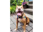 Adopt Bella a Staffordshire Bull Terrier