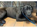 Adopt Penny HOLD/ Looking for rescue a Labrador Retriever, Cane Corso