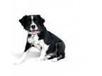 Adopt Willow a Border Collie
