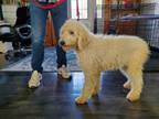 Adopt Naladoodle a Goldendoodle