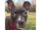 Adopt Pepperoni a Pit Bull Terrier