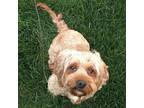 Adopt Fauna a Cavalier King Charles Spaniel, Poodle