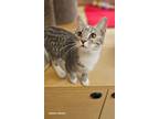 Adopt Pinky a Torbie