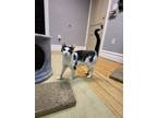 Adopt Bmo a Domestic Short Hair