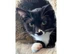 Adopt Oreo a Domestic Short Hair