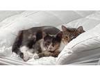 Adopt Scary Spice & Baby Mama Spice a Dilute Calico