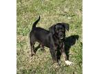 Adopt Clover $195 a Labrador Retriever