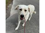 Adopt Willow a Mixed Breed