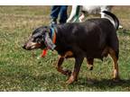 Adopt Esther a Black and Tan Coonhound
