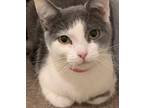 Adopt CLOVER a Domestic Short Hair