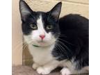 Adopt PADDY a Tuxedo