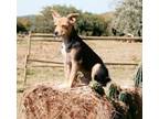 Adopt Daisy Dellrose a Australian Cattle Dog / Blue Heeler, Terrier