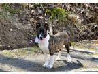 Adopt Oaklynn a Shepherd, Boxer