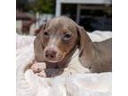 Dachshund Puppy for sale in Moreno Valley, CA, USA