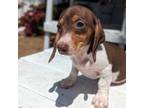 Dachshund Puppy for sale in Moreno Valley, CA, USA