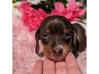 Dachshund Puppy for sale in Moreno Valley, CA, USA