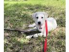Adopt Lucille (Lucy) DFW a Great Pyrenees
