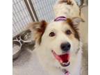 Adopt LADY a Border Collie, Mixed Breed