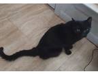 Adopt Brick a Bombay, Domestic Short Hair