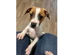 Adopt Paisley a Parson Russell Terrier