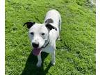 Adopt Gracie a Dalmatian