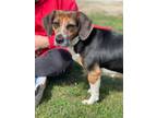 Adopt Hannah a Beagle