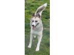 Adopt Maya a Husky, German Shepherd Dog