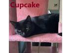Adopt Cupcake a Domestic Short Hair